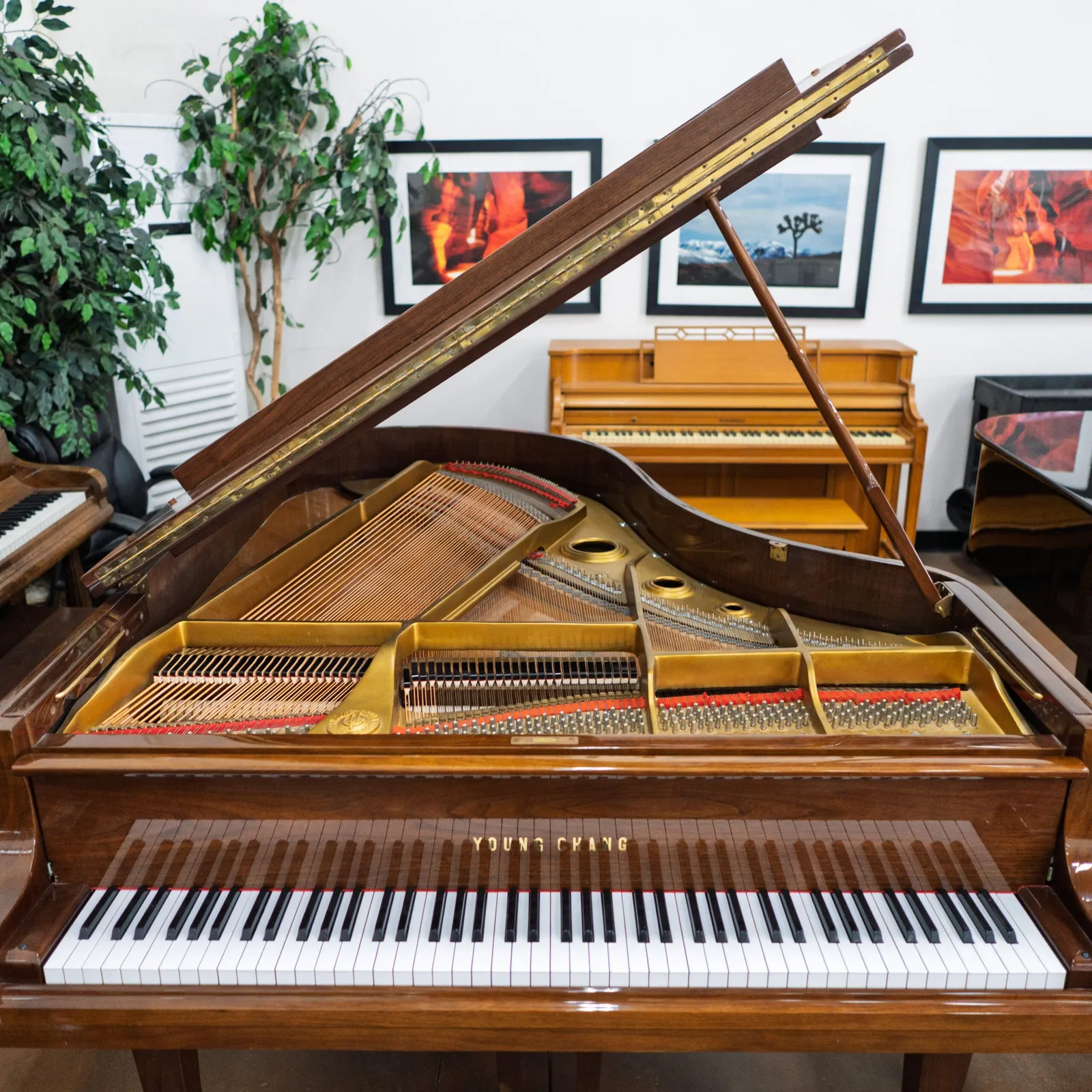 young chang g 185 grand piano walnut polish